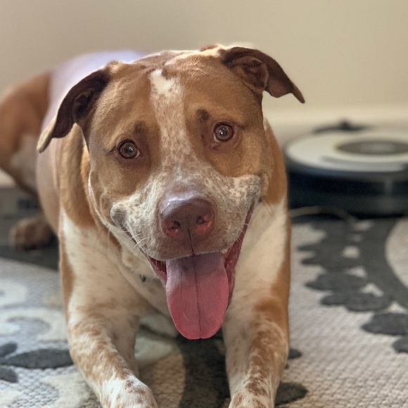 Meet your Posher, Stephanie - Picture 1 of 1